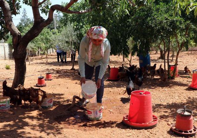 Çocuğu olmayan kadın, orman kurmak için tavuklarını satışa çıkardı