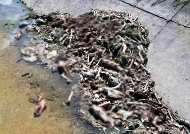 Adana Kasaplar Odası Başkanı: At eti sulu olur, pişirdiğinizde suyu mangalı söndürür