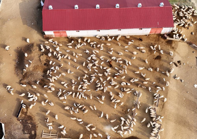 Erzincan'da koyun ve kuzuların coşkulu buluşması