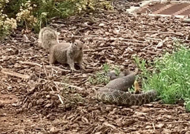 Cesur sincap ölümcül yılanın pençesinden böyle kurtuldu