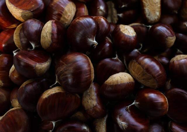 Bu iş için belini kıranlar, kör olanlar var! Kestane hasadında çalışan işçiler 600 lira yevmiye alıyor