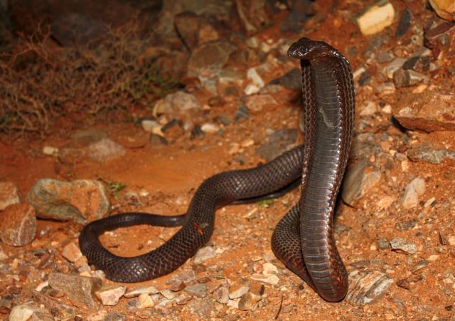 Türkiye'nin tek bir ilinde gizleniyor! Zehri sinir sistemini kilitleyen çöl kobrası yuvasından çıktı, avını canlı yutuyor