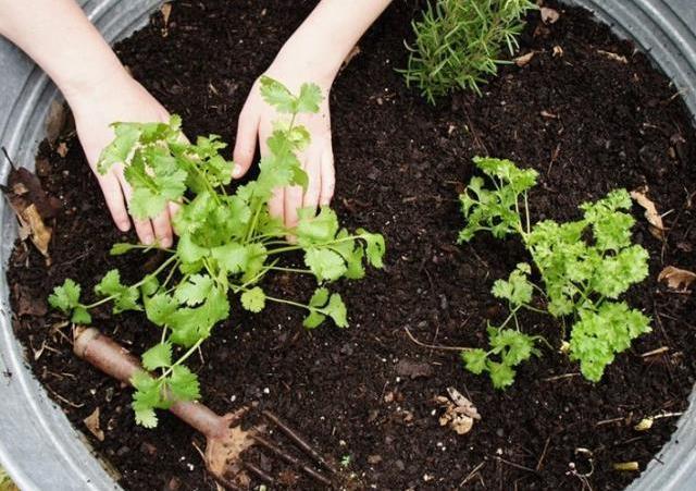 Rüyada maydanoz görmek ne anlama gelir? Rüyada maydanoz bahçesi görmek ne demek? Rüyada maydanoz ektiğini görmek nedir?