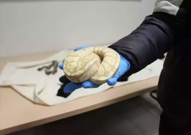 Bulgaristan'dan Türkiye'ye gelen trenin kompartımanında 2'si ölü 33 piton ele geçirildi