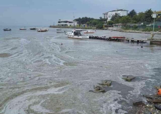 Prof. Dr. Mustafa Sarı, Marmara Denizi'ndeki kirlilik ve müsilaj için uyardı: 50 yılda 19 balık türü kayboldu