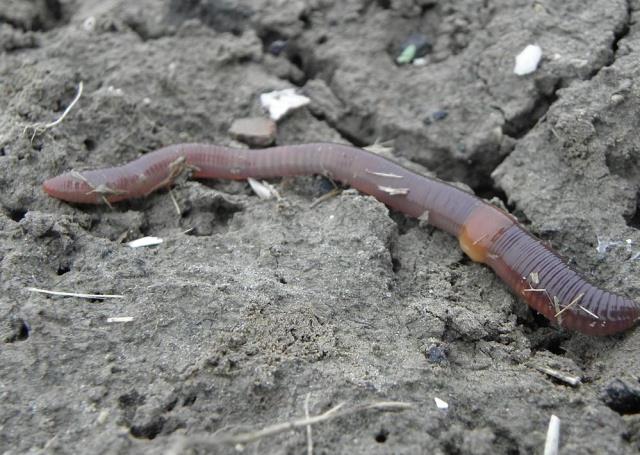 Kabus 1948'de başladı, şimdi koskoca ülke alarmda! Dışkıları taş duvarı bile deviriyor