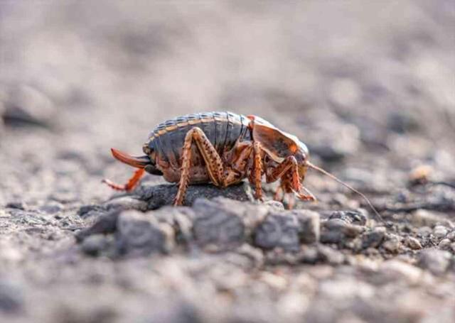 Çiftleştikten sonra erkeğini yiyor! Kırsalda görülen 'yamyam çekirge' üniversitede incelemeye alındı
