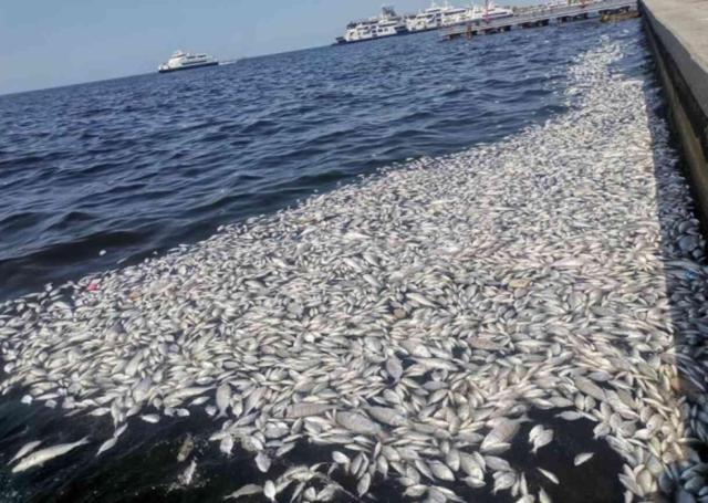 İzmir Büyükşehir Belediye Başkanı Cemil Tugay: Ölen balıklar buraya ait değil, gemilerle taşındı