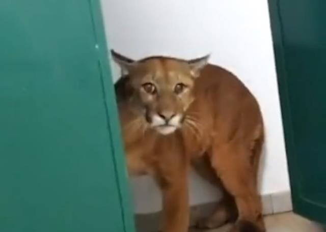 Beklenmedik misafir görenleri şaşırttı okul tuvaletinden puma çıktı