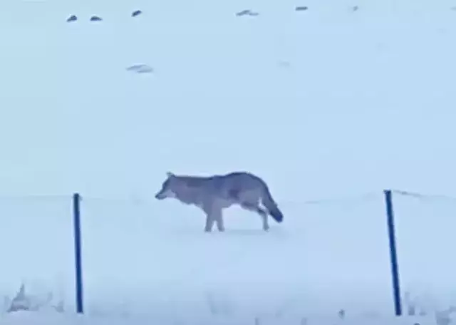 Sonunda görüntülendi! Tam 5 yıldır bu şekilde yaşıyor