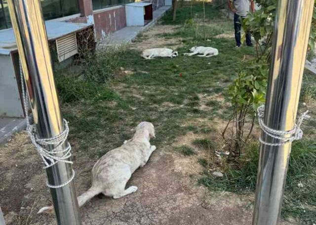 Düzenleme TBMM'den geçti, başıboş köpekleri ilk toplayan DEM Partili Silvan belediyesi oldu