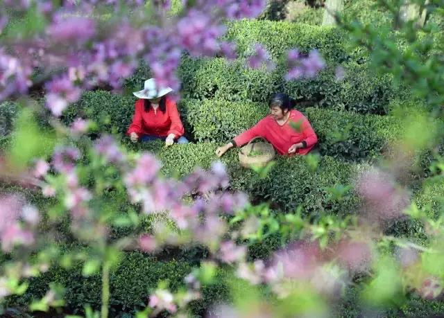 Çin'de Çay Hasadı Qingming Festivali Öncesi Tüm Hızıyla Devam Ediyor