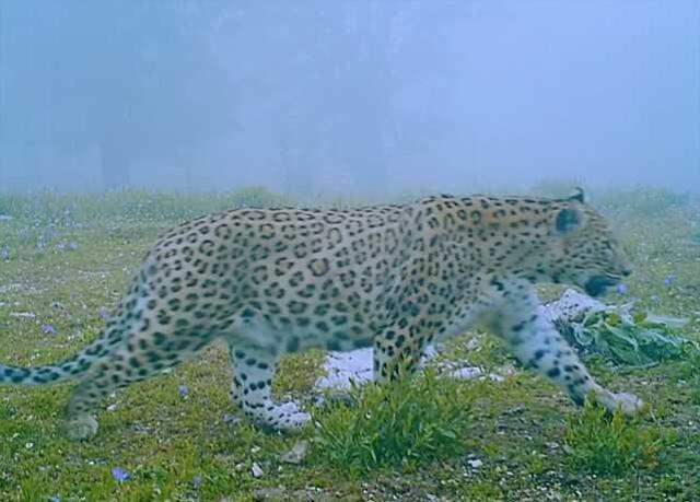 Anadolu Parsı Doğada Görüntülendi