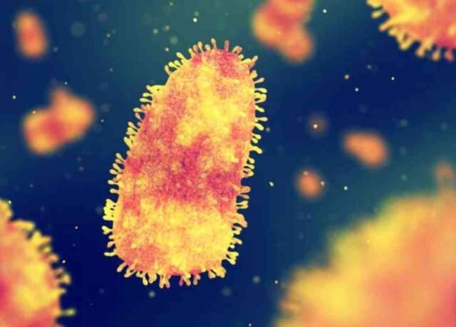 Türkiye'de kuduz en çok hangi hayvandan bulaşır? Kedilerde kuduz ne kadar yaygın?