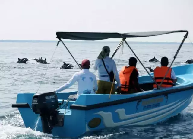 Sri Lanka'da Turistlerin Yeni Gözde Aktivitesi: Yunusları İzlemek