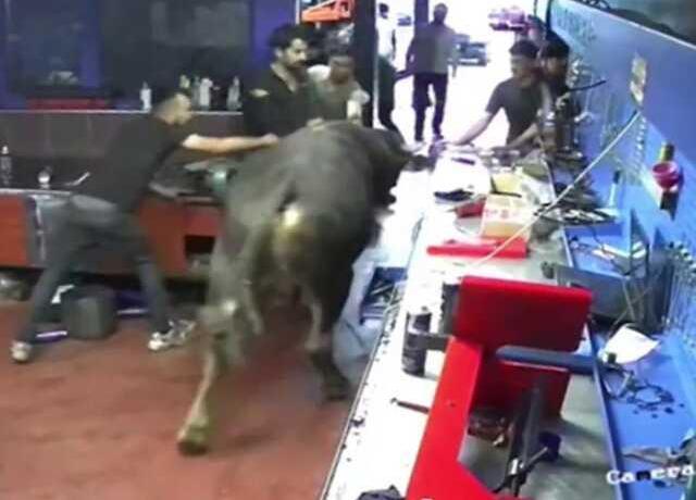 Erzurum'da Pazara Kaçan Boğa Otomobil Tamirhanesinde Yakalandı