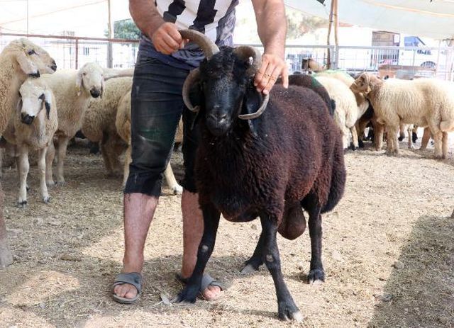 Kurban pazarının ilgi odağı! Sahibi, gözü baktığı 4 boynuzlu koça 10 bin lira istiyor