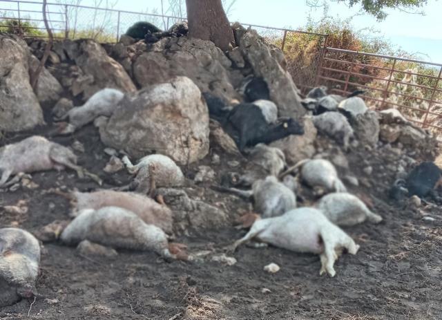 Ağıla yıldırım düştü, 38 küçükbaş hayvan telef oldu