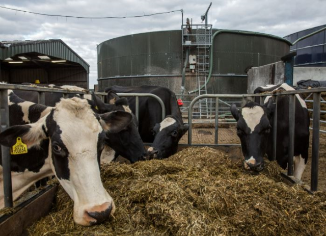 İngiltere'de yeni bir 'Deli Dana' vakası tespit Edildi