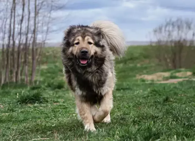 Kafkas Çoban Köpeği - geniş yapılı, kalın kürklü bekçi köpeği