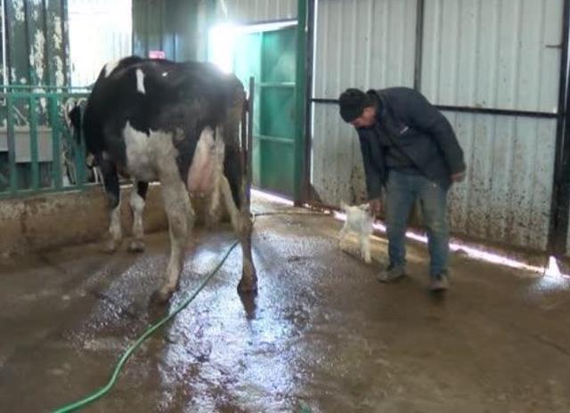Ahırda ineğine yem vermeye gitti, oğlağın süt emdiği yeri görünce bir kenara oturup ağladı