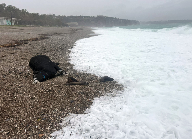 Kenti sel aldı, dünyaca ünlü sahilde kıyıya dana vurdu