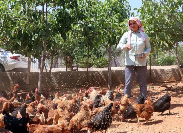 Çocuğu olmayan kadın, orman kurmak için tavuklarını satışa çıkardı