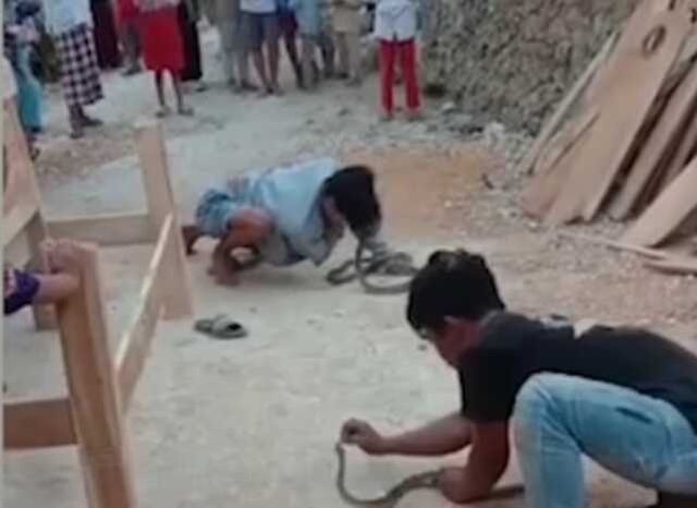Endonezya'da yılan oynatıcısı yılan ile şov yaparken yılan burnunu ısırarak öldürdü