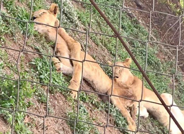Kafesin içine koydukları aslanlara aylarca bir parça bile et vermediler, sonra olanlar korkunç