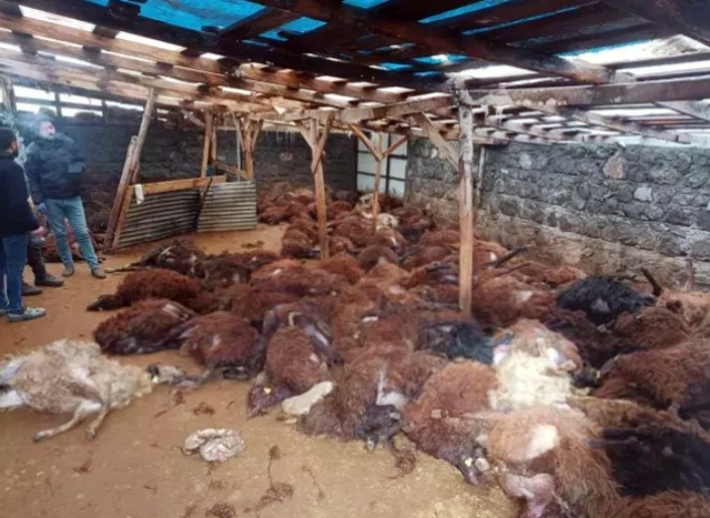 Bir gecede 200 koyunu telef olan vatandaşı duygulandıran bağış