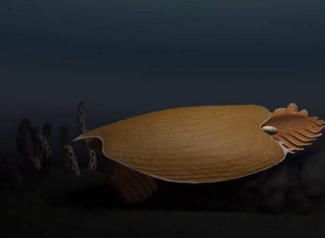 Bilim dünyası bu olayı konuşuyor! 500 milyon yıl önce yaşayan yaratığın kafası kıyıya vurdu