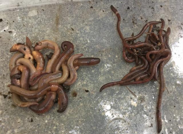 Kabus 1948'de başladı, şimdi koskoca ülke alarmda! Dışkıları taş duvarı bile deviriyor