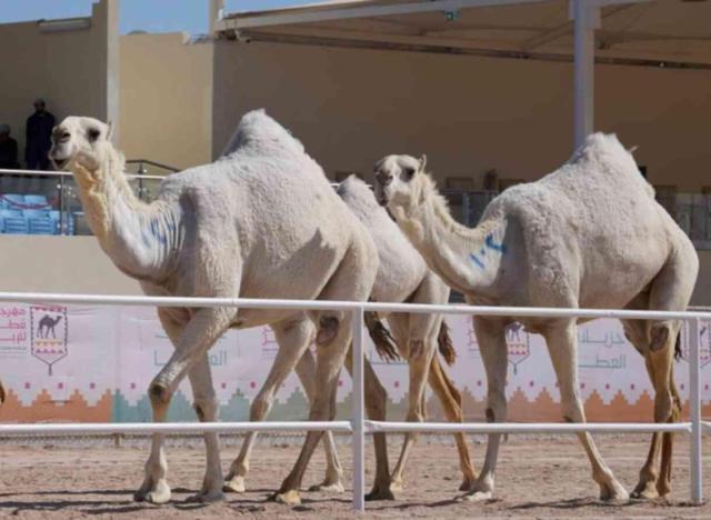 Deve eti yenir mi, helal mi?