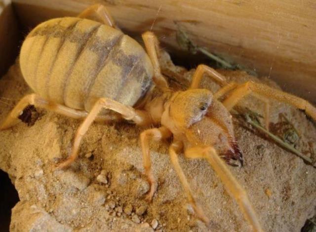 Türkiye'de korkulu rüya olan Böğ geri döndü! Botla basılsa bile çare etmiyor, karanlıkta ortaya çıkıp ısırdığı yerden koca et koparıyor