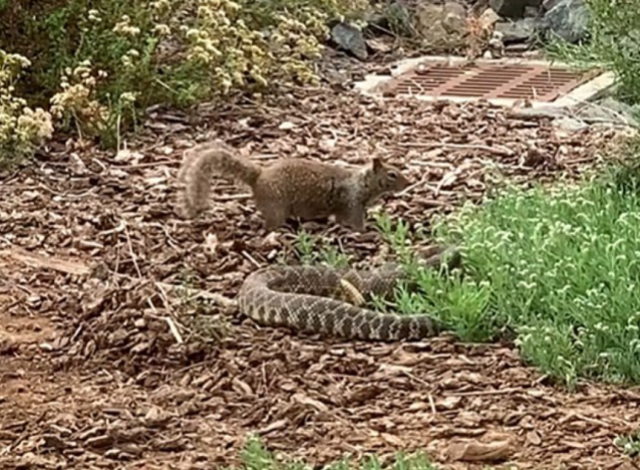 Cesur sincap ölümcül yılanın pençesinden böyle kurtuldu