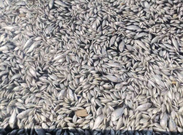 İzmir'de endişe yaratan görüntü: Körfez ölü balıklarla kaplandı
