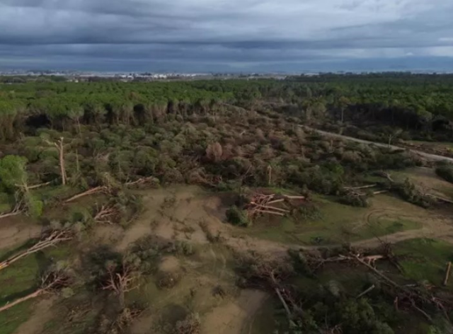 Antalya'da hortumun zarar verdiği ormanlık alan havadan görüntülendi