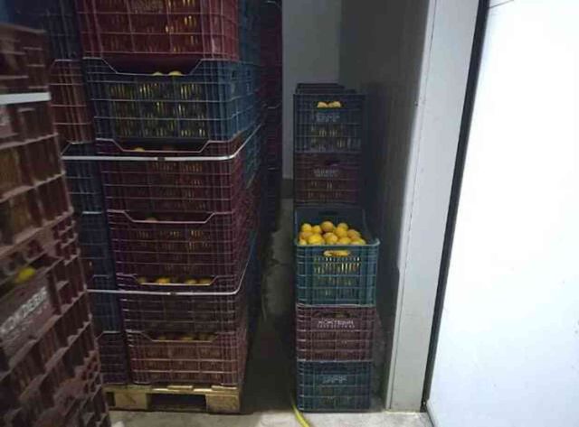 Mersin'de HKS'ye kayıt edilmeyen 380 ton limon tespit edildi
