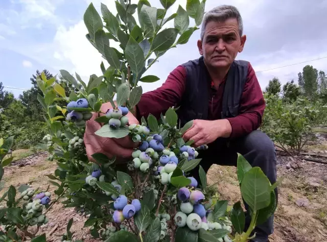 3 yıl önce 5 dönüm arazisine nadir bulunan bu meyveyi ekti, bu yıl 250 bin lira kazanacak