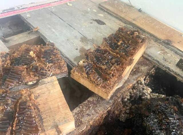 Duvardan ve yerden bal fışkırdı! Genç çift evlerinden 20 çuval bal peteği çıkardı Duvardan ve yerden bal fışkırdı! Genç çift evlerinden 20 çuval bal peteği çıkardı