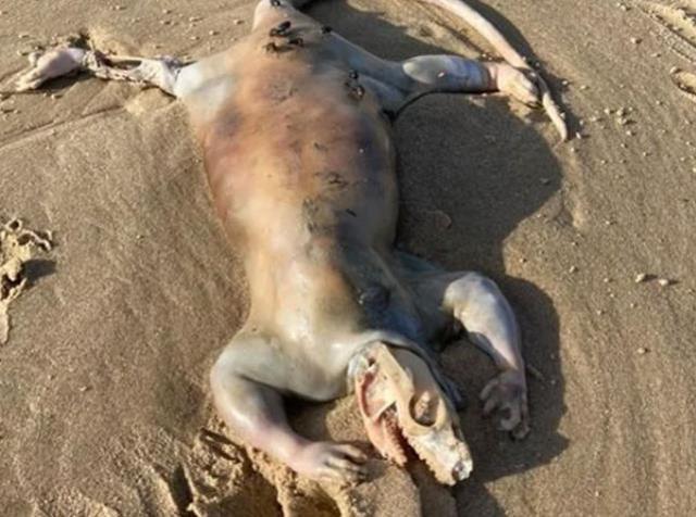 Plajda yürüyüş yapan kişi bulduğu şey sonrası gözlerine inanamadı! 'Gizemli yaratık' herkesi şaşırttı