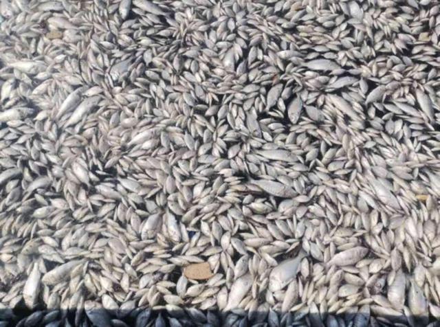 İzmir Büyükşehir Belediye Başkanı Cemil Tugay: Ölen balıklar buraya ait değil, gemilerle taşındı