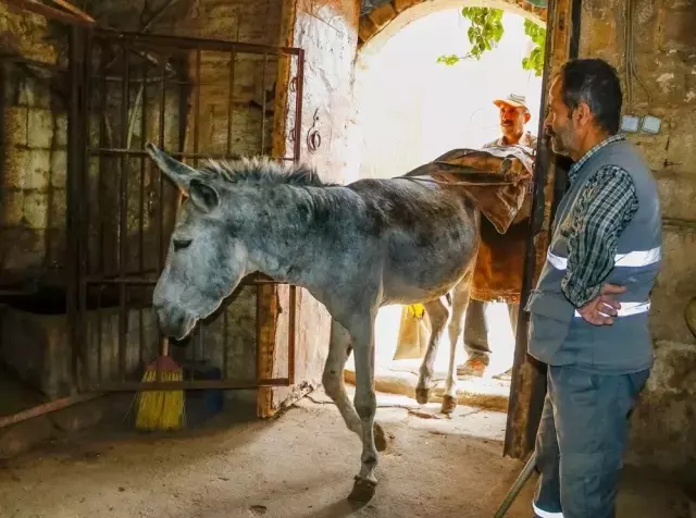 Mardin'de Eşekler Emekli Oluyor, Yerine Elektrikli Araçlar Geçiyor