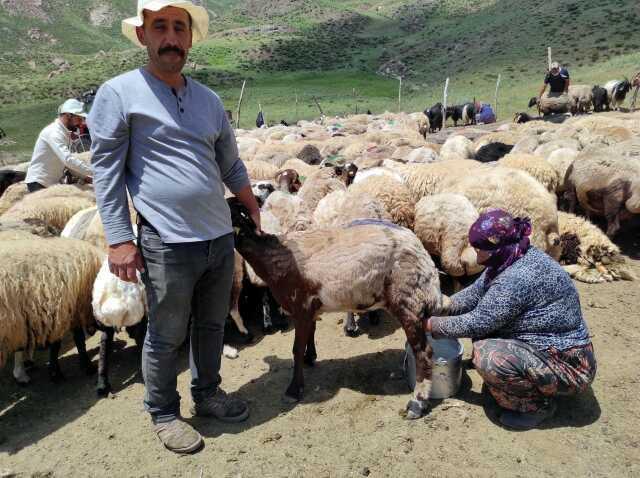 İranlı çoban Hakkari'de aylık 20 bin TL ücretle çalışıyor