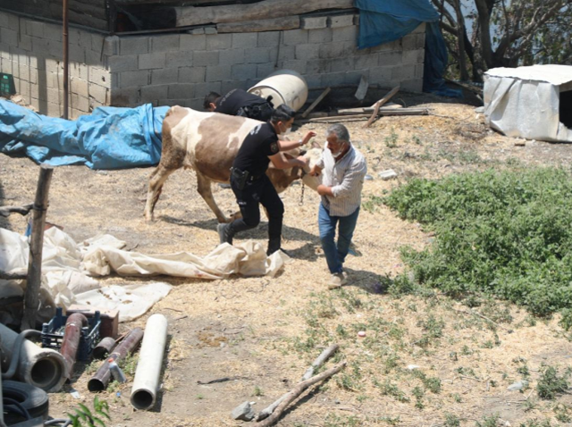 Hatay da yangın felaketini yaşıyor! Vatandaşların çığlıkları kulakları sağır etti