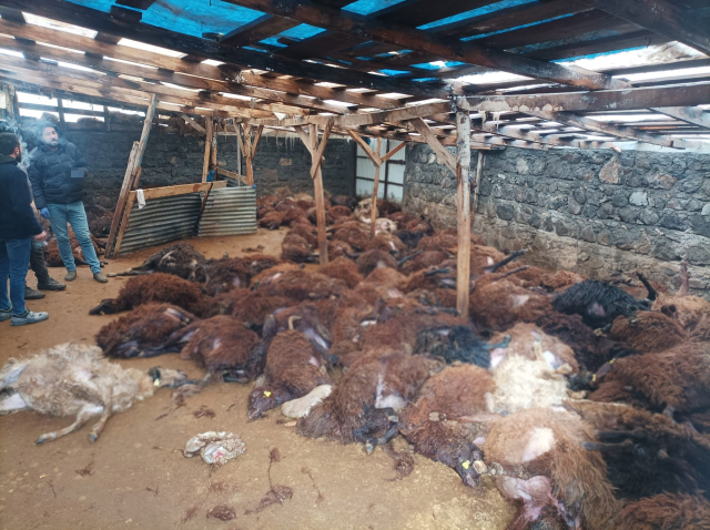 Ahırda saldırı sonrası telef olan koyunlar