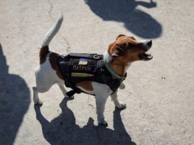 Zelenski'den Rus mayınlarını tespit eden köpeğe devlet nişanı