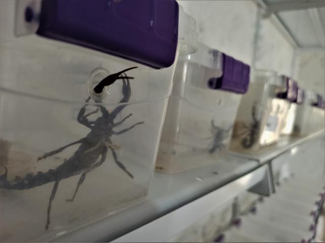 Evinin altında akrep çiftliği kurdu! Zehrin gramından 10 bin dolar kazanıyor