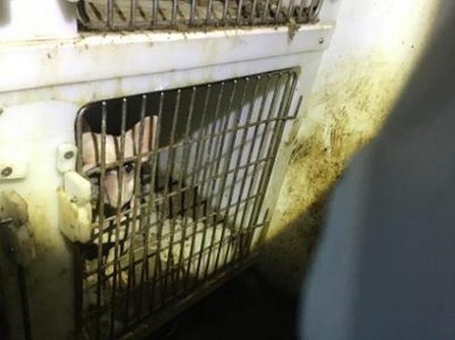 Evden gelen ihbar üzerine içeri giren yetkililerin nevri döndü: Tüm dünya bu manzarayı konuşacak