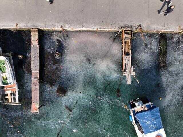 İstanbul Boğazı'nda deniz anası istilası